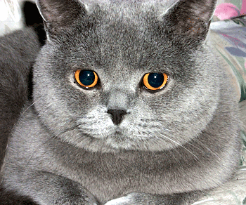 CACIB ARAD 2013